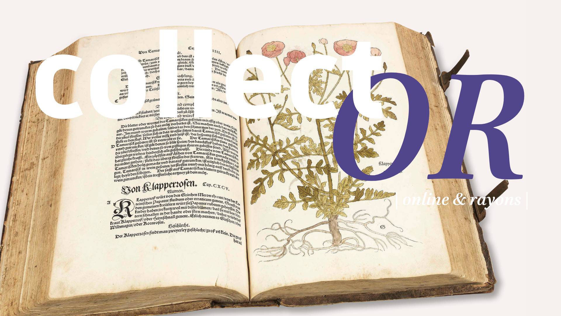 collect'OR #6 | Kre&uuml;terbuch de Fuchs